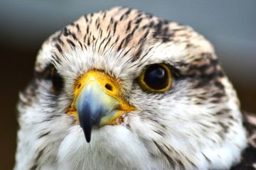 Saker falcon head shot