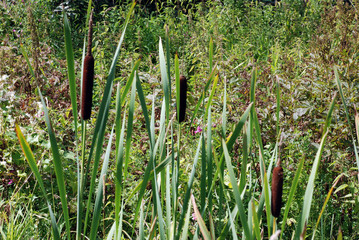 Отцвёл  камыш. Желтеют листья. В болоте бурая трава. © kipovec