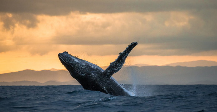 Jumping humpback whale over water. Madagascar. At sunset. Waters of the island of St. Mary.