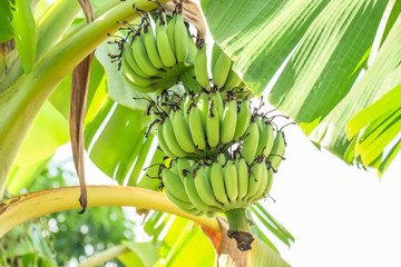 bananas and banana in garden