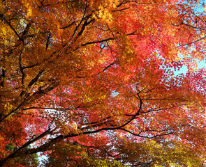 Autumn Colours in Japan