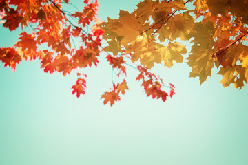 yellow maple in autumn park