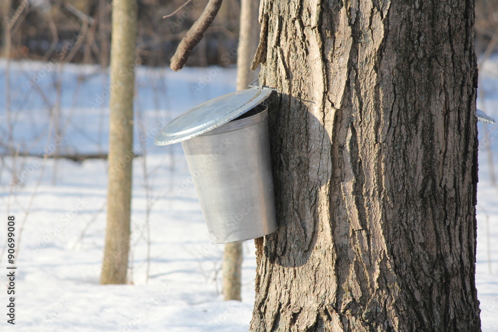 Poster sap bucket gathering sap drippings from tapped maple tree to make maple syrup