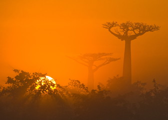 Avenue des baobabs à l& 39 aube. Dans le brouillard. Madagascar.
