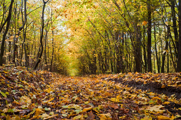 Path covered with foliage in autumn forest