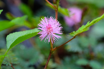 Pink flowers, Khaoyai Thailand