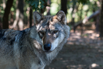 Eurasian wolf in the Forest