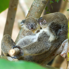 Mother holding baby koalas in the trees. © nattanan726