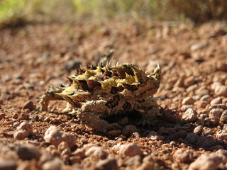 Thorny devil, Australia