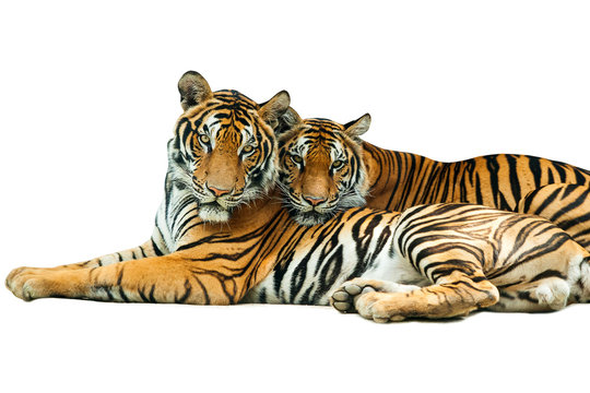 tiger
