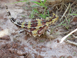 Thorny devil, Australia