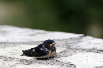 Swallow sitting on a wall, picture from the North of Greece.
