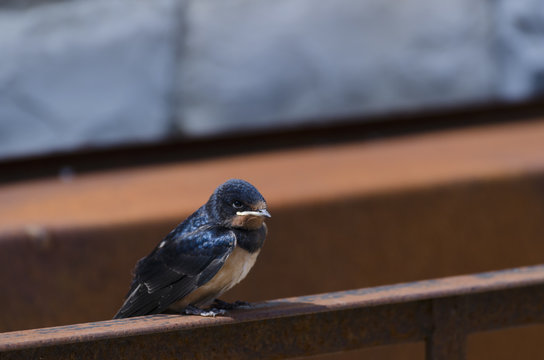 Swallow sitting on a fencel, picture from the North of Greece.