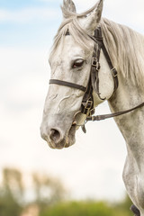 Obraz premium White thoroughbred horse, horse head,