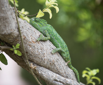 Camale&oacute;n trepando &aacute;rbol