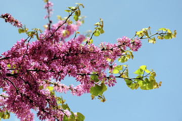 Judas tree spring blossom.