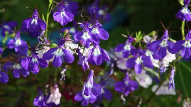 Lobelia flowers blossom in the garden, HD footage