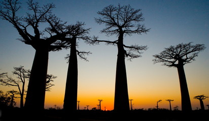 Avenue of baobabs at dawn. Madagascar.