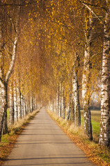 Fototapeta na wymiar Birkenallee im Herbst