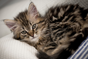 Fototapeta na wymiar Cute tabby kitten