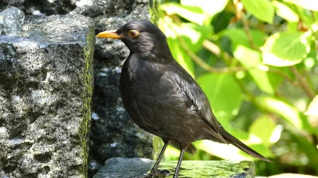 A blackbird (Turdus merula) takes a bath in a garden fountain