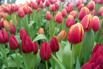 Fresh colorful tulips