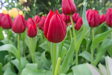 Fresh colorful tulips