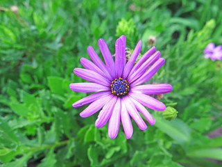Fototapeta premium Flores en un jardín de Puerto de la Cruz, Tenerife