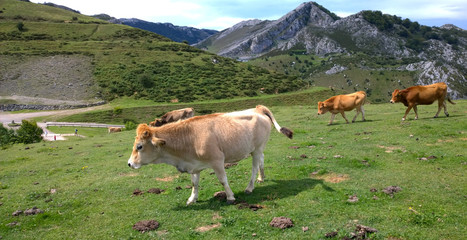 Fototapeta na wymiar Cows in a pasture at Covadonga Lakes in Picos de Europa, Asturias - Spain