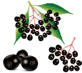 ripe black elderberry fruit, food ingredient