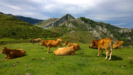 Cows in a pasture at Covadonga Lakes in Picos de Europa, Asturias - Spain