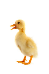 The yellow small duckling