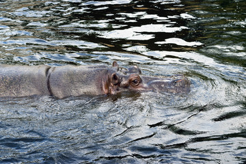 hippo swimming