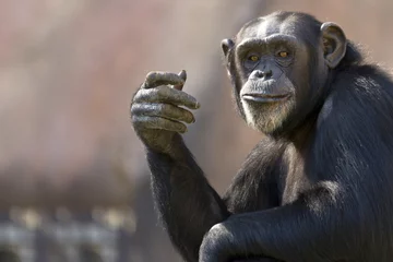 Vlies Fototapete Affe comical chimpanzee making a hand gesture with room for text