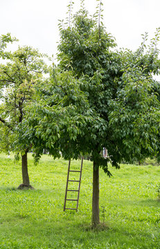 Apfelbaum mit Leiter
