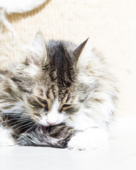 Brown cat white underground, siberian breed, licking paw