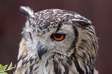 Bengalenuhu
