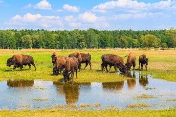 Naklejka na ściany i meble Herd of bison drinking water and grazing on grassland, Poland