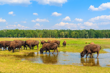 Fototapeta na wymiar Herd of bison drinking water and grazing on grassland, Poland