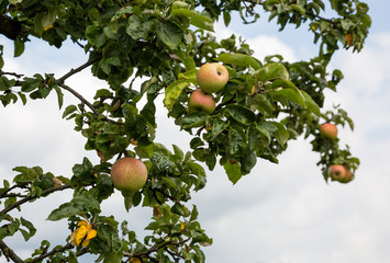 Äpfel am Baum 