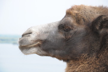 Fototapeta premium head of camel