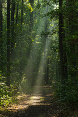 Obraz premium pathway in forest with sunbeams