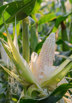 Multi-colored sweet corn