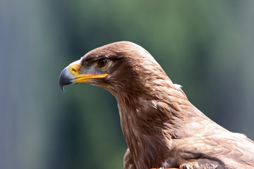Steppenadler