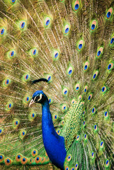 Obraz premium Peacock