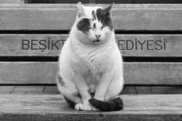 big fat white cat sleeping upright on a bench