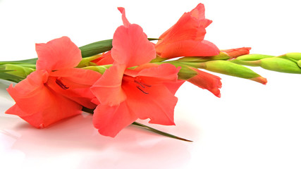 Gladiole