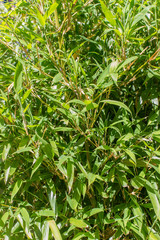 Fototapeta premium bamboo / Bamboo in the sunlight 