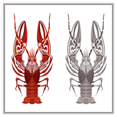 Isolated ornament crayfish in red and black color
