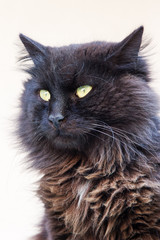 black street cat looking werid in istanbul at daytime